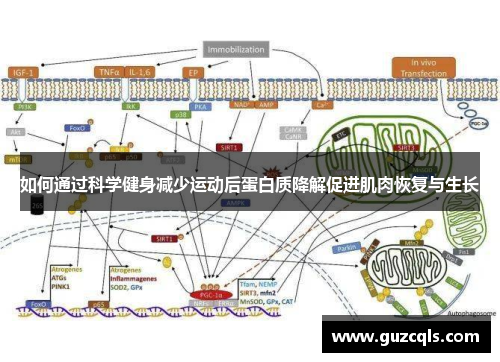 如何通过科学健身减少运动后蛋白质降解促进肌肉恢复与生长